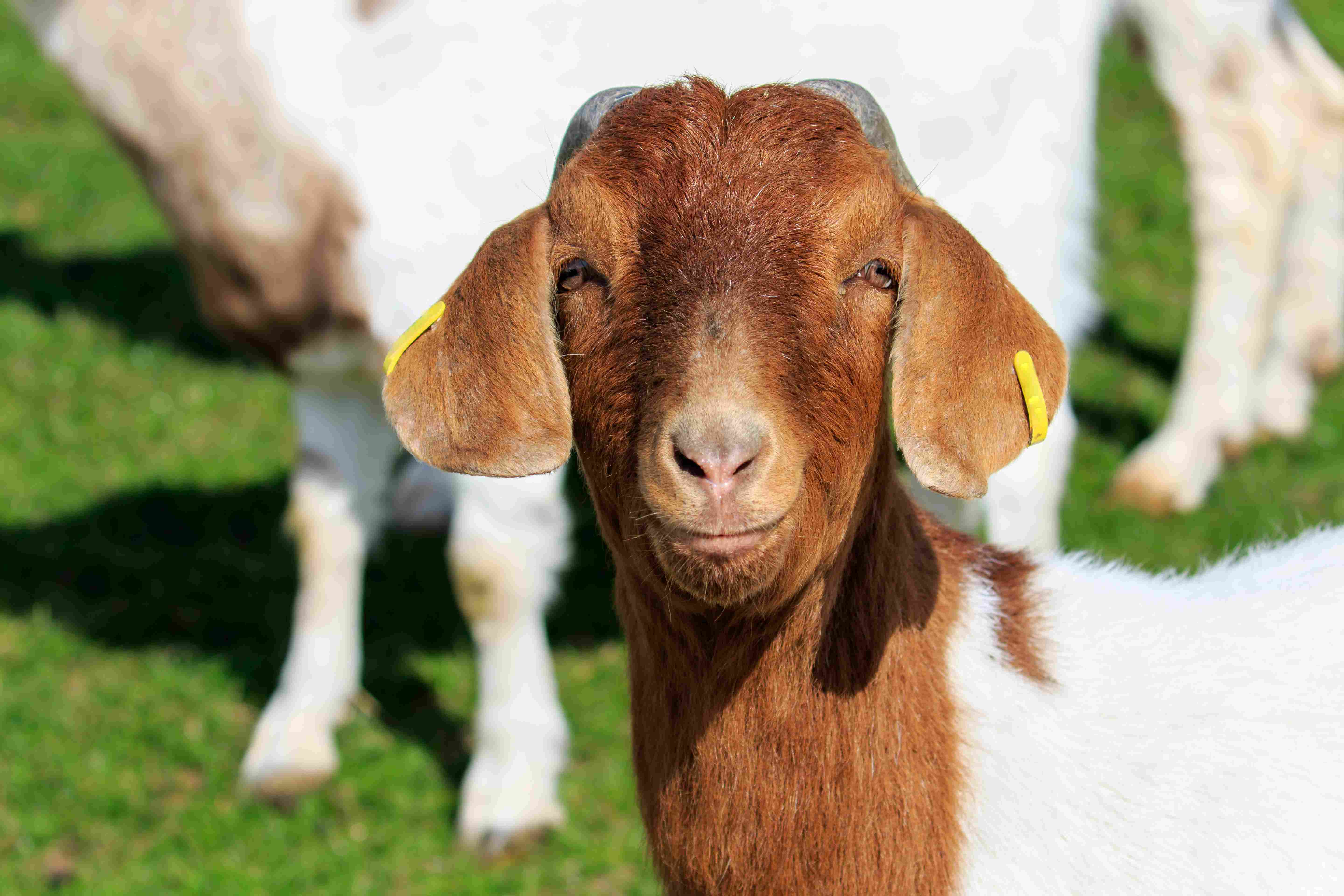 Qurbani Services 3